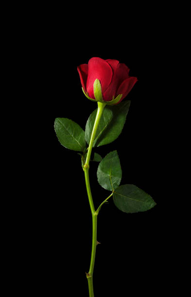 studio shot red rose isolated on black background red rose with stem and leaf