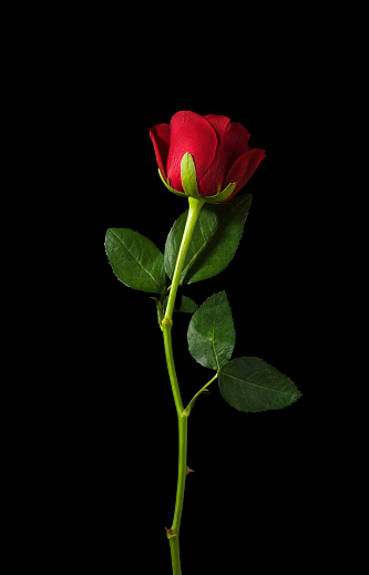 studio shot red rose isolated on black background red rose with stem and leaf