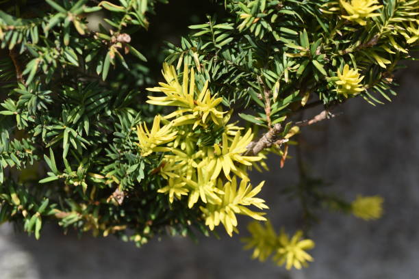 istock FiRound pruned Dwarf Japanese Yew. 1317730298