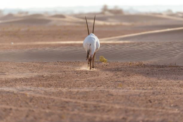 oryx árabe no deserto de dubai- emirados árabes unidos,,, tomada na hora de ouro - arabian oryx - fotografias e filmes do acervo