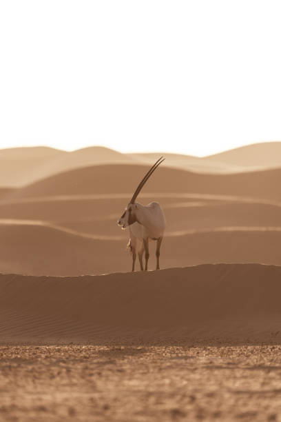 oryx árabe no deserto de dubai- emirados árabes unidos,,, tomada na hora de ouro - arabian oryx - fotografias e filmes do acervo