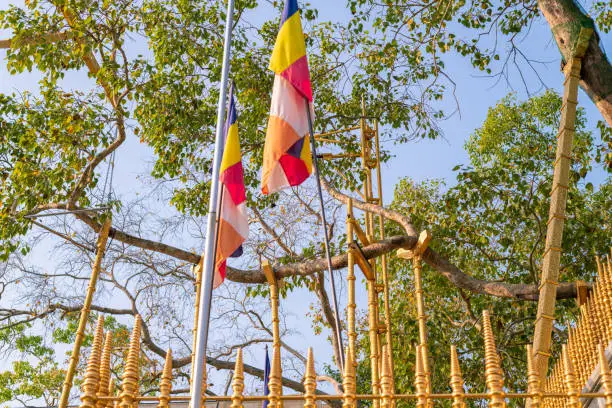 Jaya Sri Maha Bhodi tree is a sacred fig tree in the Mahamewna garden. Planted in 288 BC.