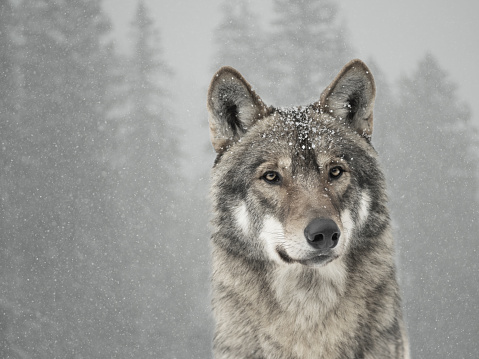 portrait of a gray wolf with snowflakes on the face against the background of a forest in winter