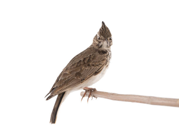 Crested lark sits on a branch isolated on white Crested lark sits on a branch isolated on white background galerida cristata stock pictures, royalty-free photos & images