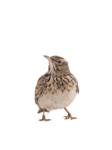 istock Crested lark stands isolated on white 1317731215