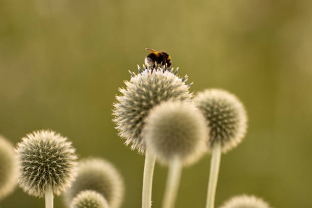 istock A bee drinking nectar and spreading pollen on a round prickly flower 1317731230
