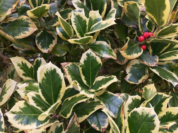 Variegated holly background stock photo