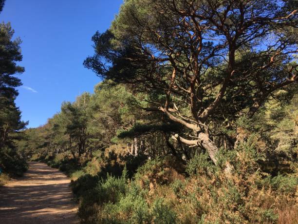 Scot’s pine tree by path stock photo
