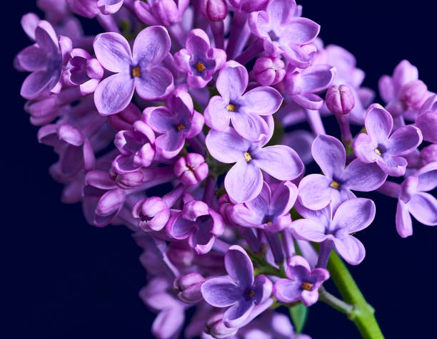 istock lilac flower growing on black background 1317734595