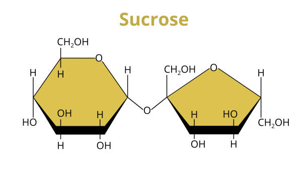 ilustraciones, imágenes clip art, dibujos animados e iconos de stock de estructura molecular vectorial de la sacarosa de disacárido, azúcar común compuesta de glucosa y fructosa aislada en blanco. - molecule glucose chemistry biochemistry