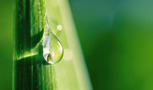 istock Beautiful water drop sparkle on a blade of grass in sunlight. 1317737843
