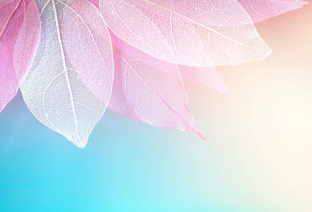 textura transparente esqueleto hojas azul, turquesa, rosa melocotón color pastel. - leafes fotografías e imágenes de stock