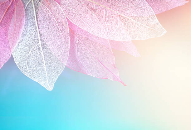 texture trasparente foglia scheletro blu, turchese, rosa pesca pastello colore. - leaf autumn leafes tree foto e immagini stock