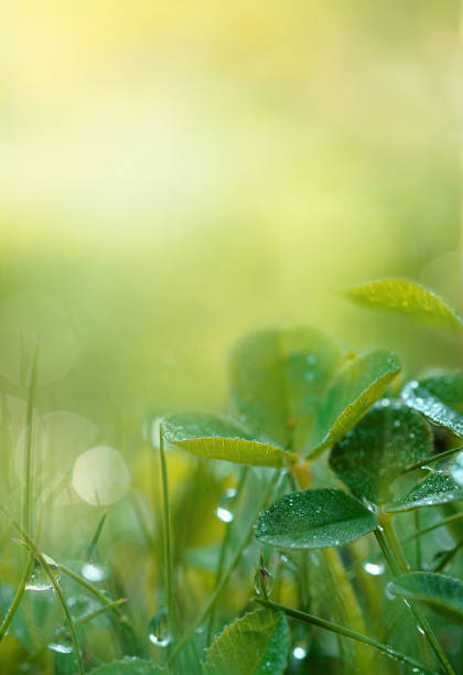 istock Clover grass leaves in dew drops close-up on blurred soft background in sunlight. 1317737914