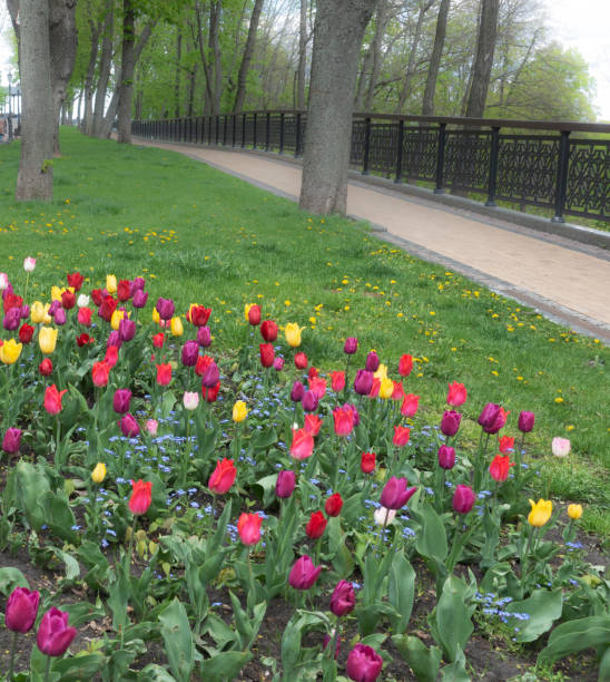 istock Park blooming in spring vladimirskaya gorka 1317739748