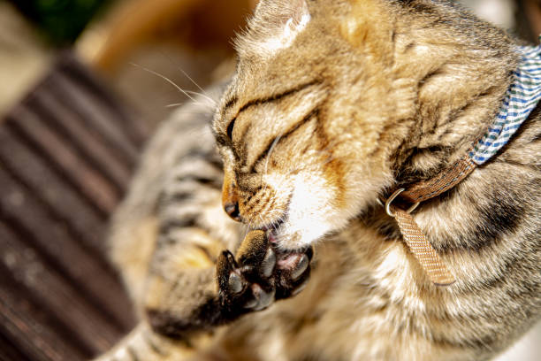 istock Brown striped cat licking its foot 1317739825