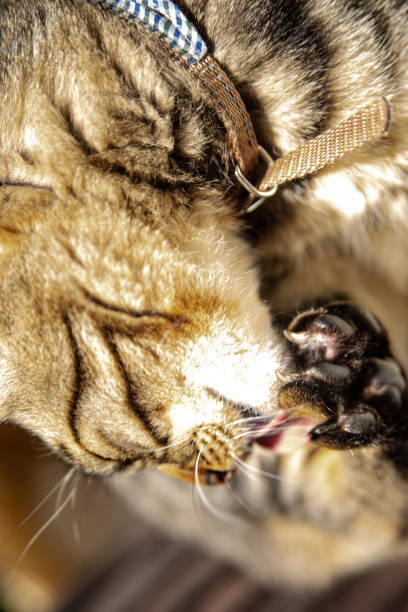 istock Brown striped cat licking its foot 1317739846