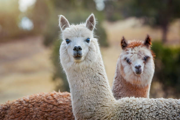 Two Alpaca Close up portrait of a cute alpaca’s llama animal photos stock pictures, royalty-free photos & images
