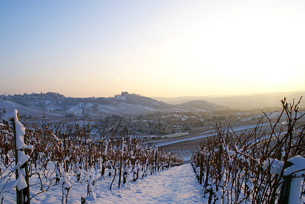 Vineyard in winter stock photo