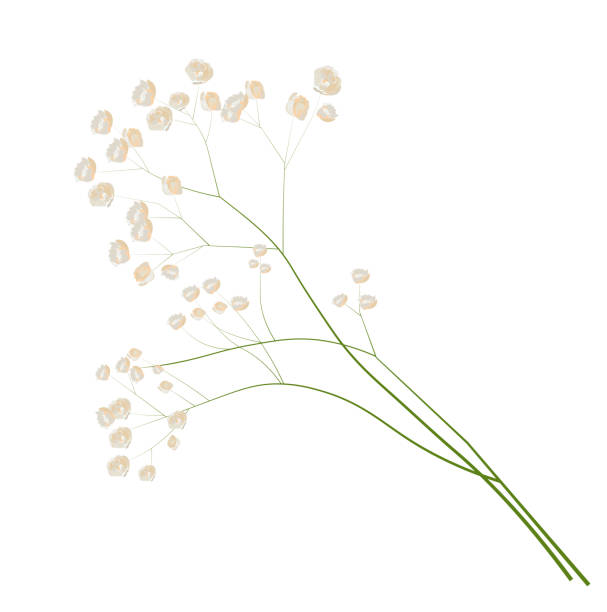 illustrations, cliparts, dessins animés et icônes de illustration de vecteur de stock de gypsophila. - gypsophila