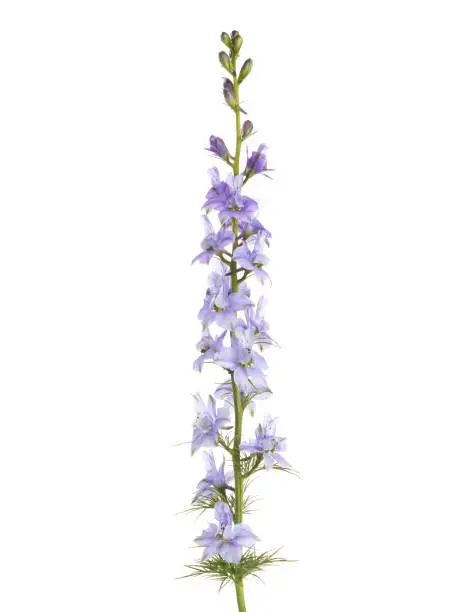 Light  lilac flower of Delphinium isolated on white background.
