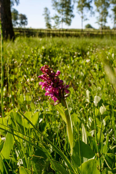 istock Meadow with a blooming red orchid 1317742037