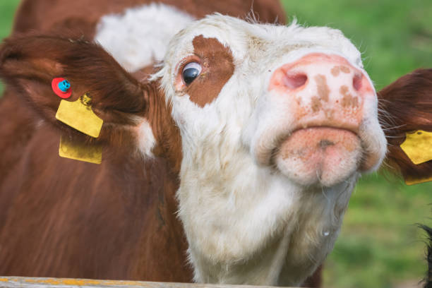 istock Hereford cow husbandry, on Outney Common in Bungay, England 1317742046