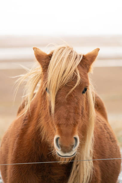 istock Icelandic horse 1317742258