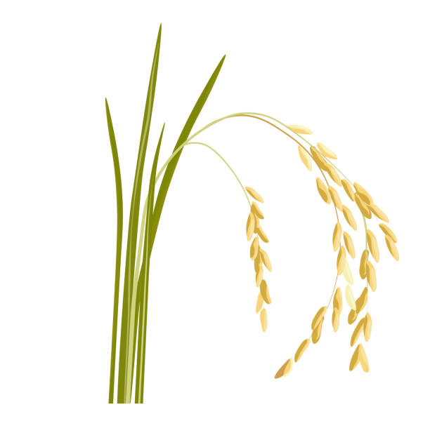 米はベクタストックイラストを芽生え。 - barley grass点のイラスト素材／クリップアート素材／マンガ素材／アイコン素材