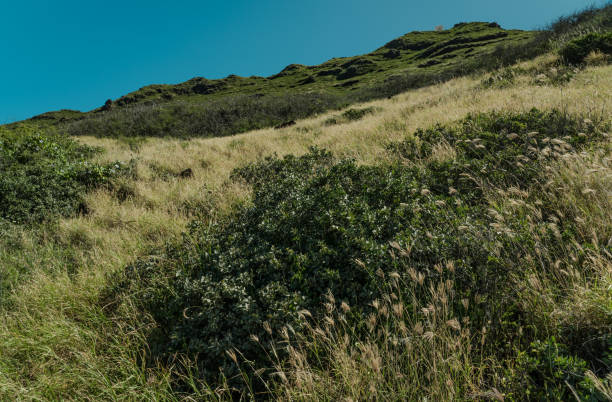 istock KAENA POINT TRAIL，Oahu, Hawaii 1317743144