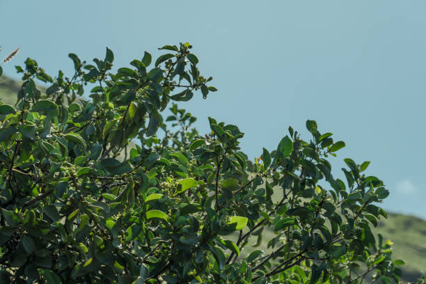 istock Santalum ellipticum at KAENA POINT TRAIL，Oahu, Hawaii 1317743666