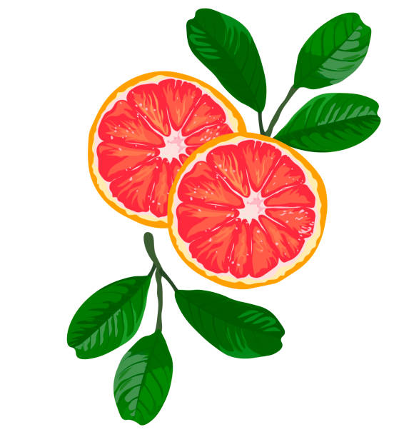 rote orange vektor stock illustration. - fruit liqueur stock-grafiken, -clipart, -cartoons und -symbole