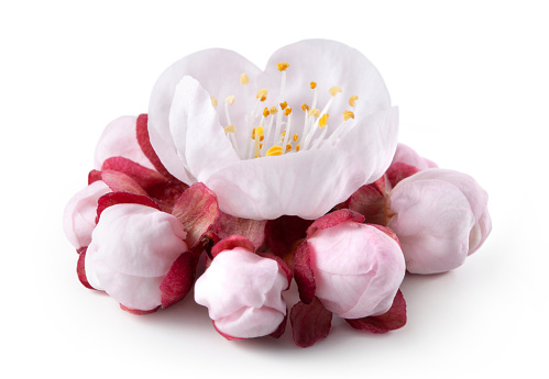 White camellia flower with leaves isolated on white background. Camellia japonica