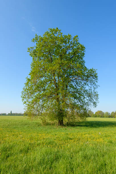 istock Oak tree in a meadow in spring in a light green landscape. 1317744532