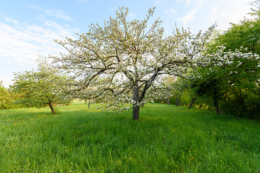 Fruit tree orchard in early spring in France.