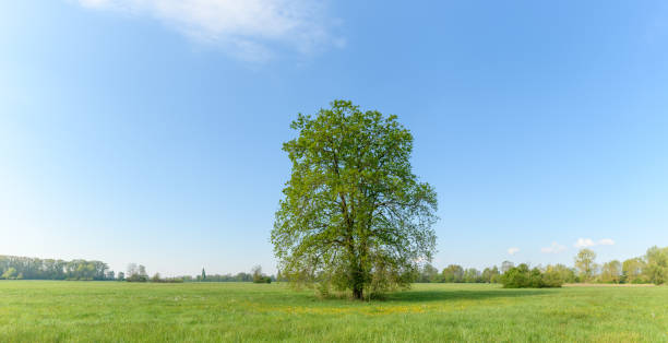 istock Oak tree in a meadow in spring in a light green landscape. 1317744558