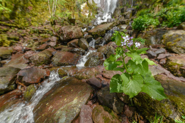 Nideck waterfall in a Vosges forest in France in early spring.