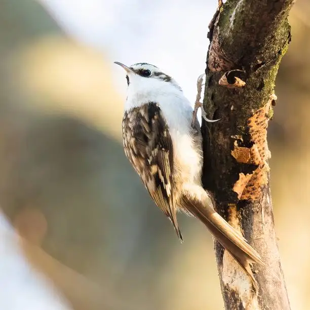 Eurasian treecreeper - climbing on a tree