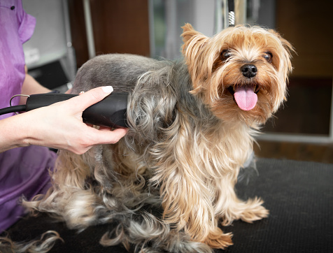 Animal groomer shaved dog with electric shaver machine in groomer cabinet at vet clinic.Take care of your dog in grooming salon.Professional pet stylist cut hair on yorkshire terrier puppy.