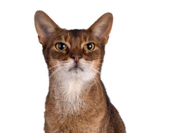 istock Senior abyssinian cat on white background 1317747950