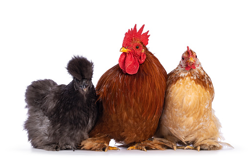 Group of 3 Cochin and Silkie chickens and rooster, sitting on a row facing camera. Isolated on a white background.