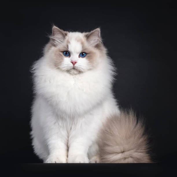 380+ Cat Sitting Upright Stock Photos, Pictures & Royalty-Free Images ...