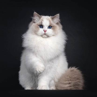 Impressive young Ragdoll cat boy, sitting up facing front with one paw playful in air. Looking towards camera with dark blue eyes. Isolated on a black background.
