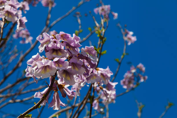 Blooming pink Paulownia. Beautiful flowers in the park.
