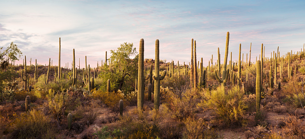 Panoramic view of  Cactus thickets in the rays of the setting sun, Saguaro National Park, southeastern Arizona, United States. Toned image