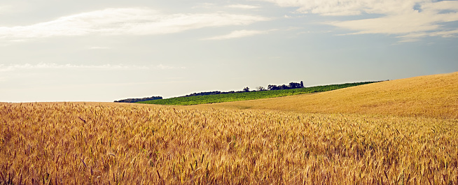 Field Wheat Crop farm barley agriculture rye harvest background golden rolling hills