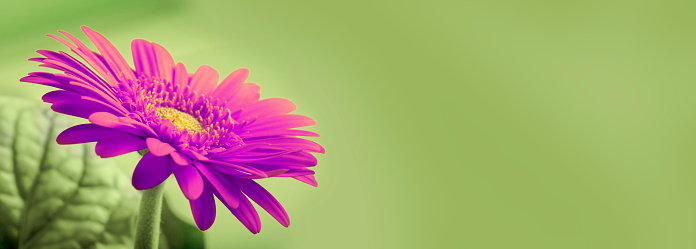 Close-up of a beautiful purple Gerbera flower. Green defocused background with space for copy. Shallow depth of field.