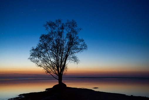 single wooden silhouette on the shore of a lake at sunset with a red horizon and a green northern lights reflected on it. Blue sky with stars.