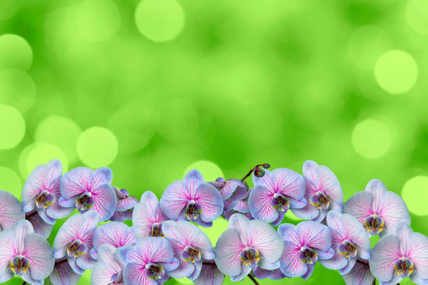 Beautiful blooming pink red orchid flowers