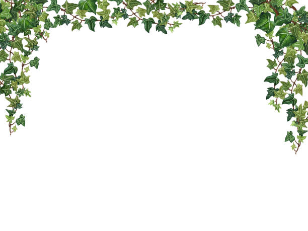 istock Houseplant leaves of devil's ivy, bush with hanging branches isolated on white background,. Watecolor Floral border 1317752268